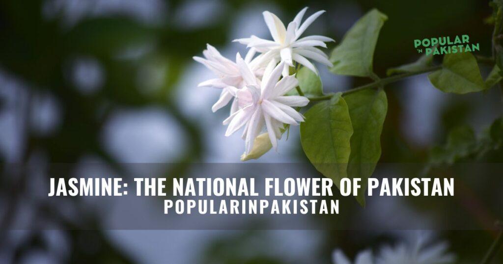 national-flower-of-pakistan
