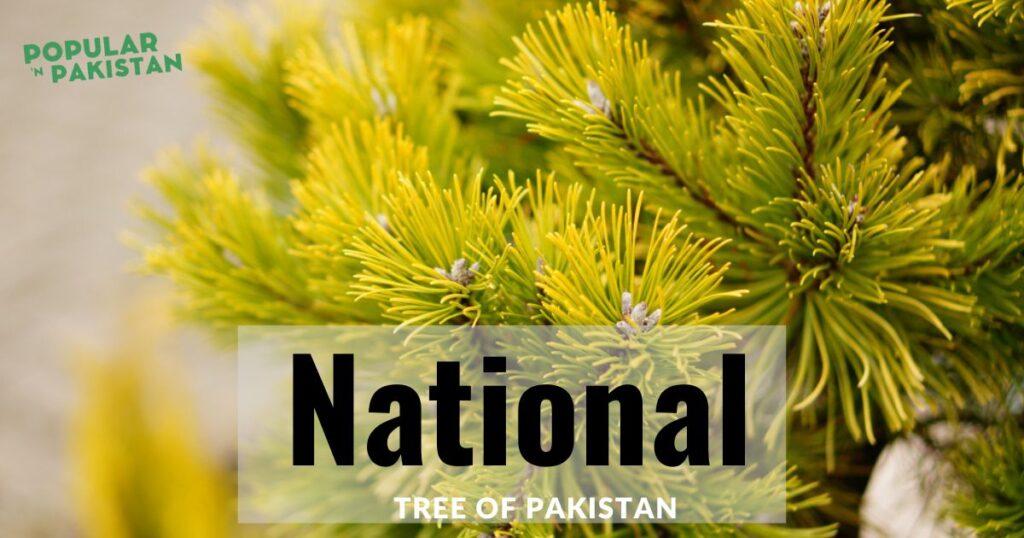 national-tree-of-pakistan