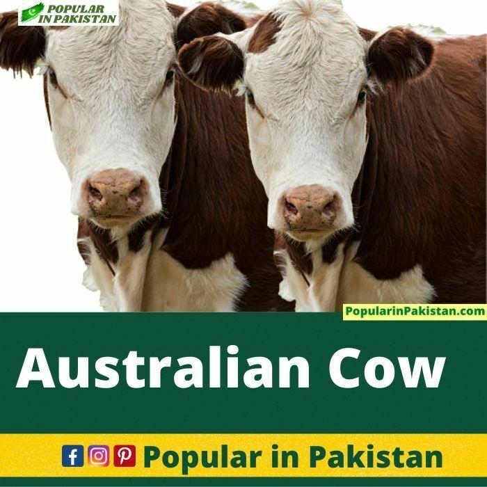 australian-cow