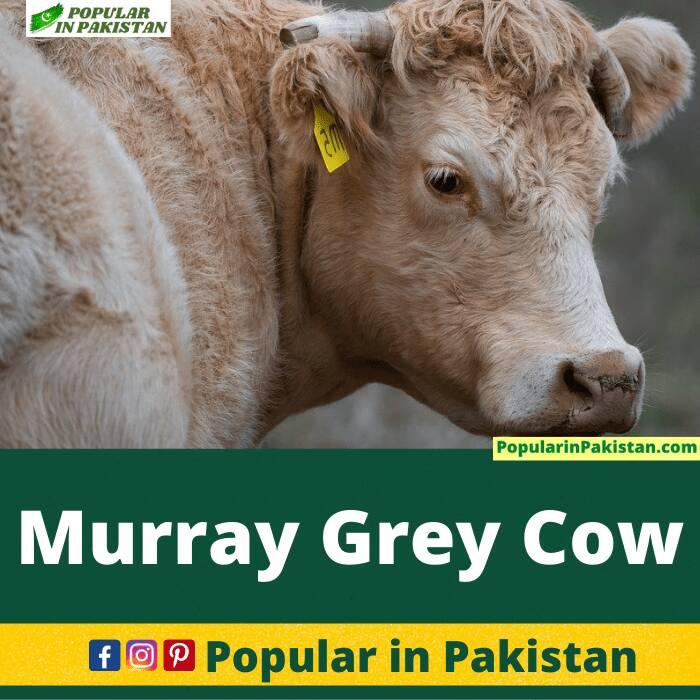 murray-cow