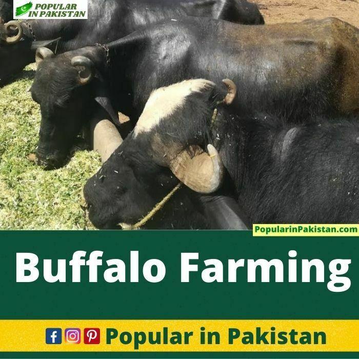 Buffalo Farming