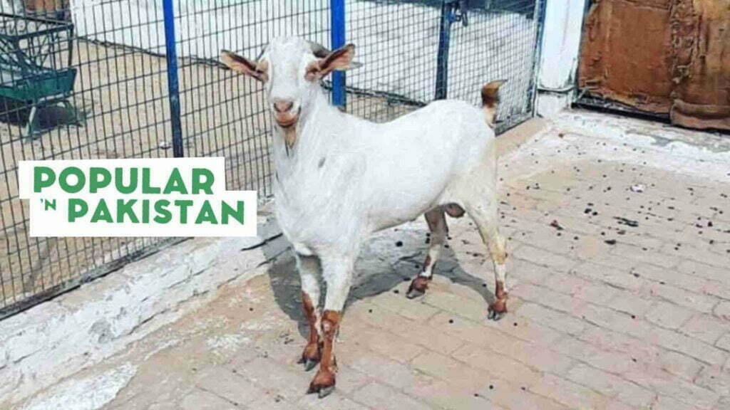 Barbari-goat