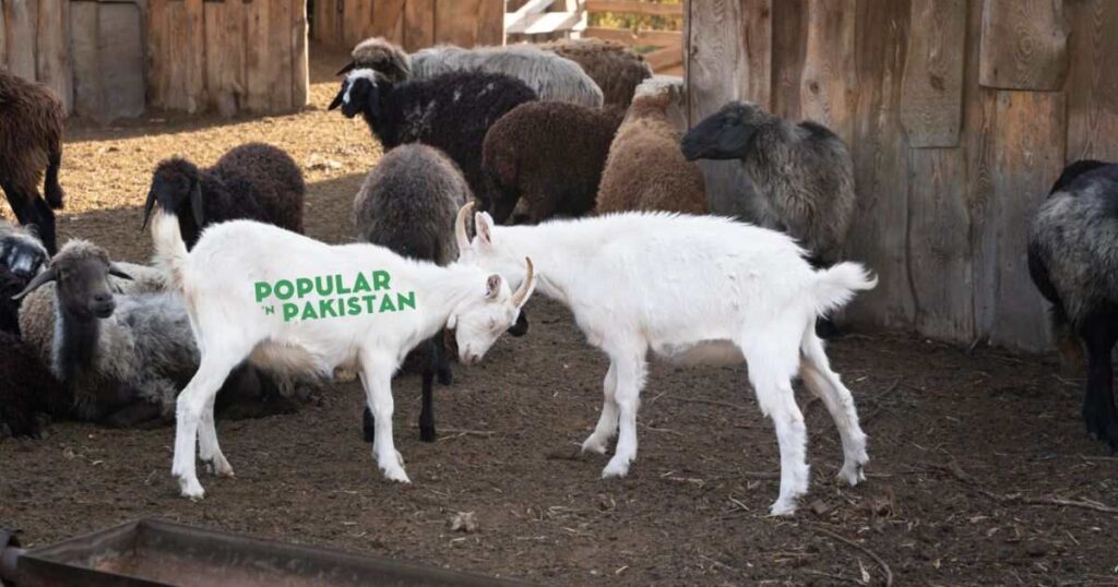 goat-breeds